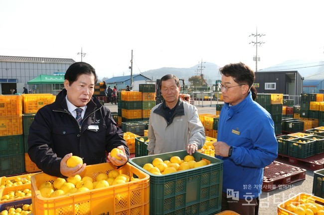 고흥 유자 수매가격 작년보다 높아... 생산농가 함박웃음.